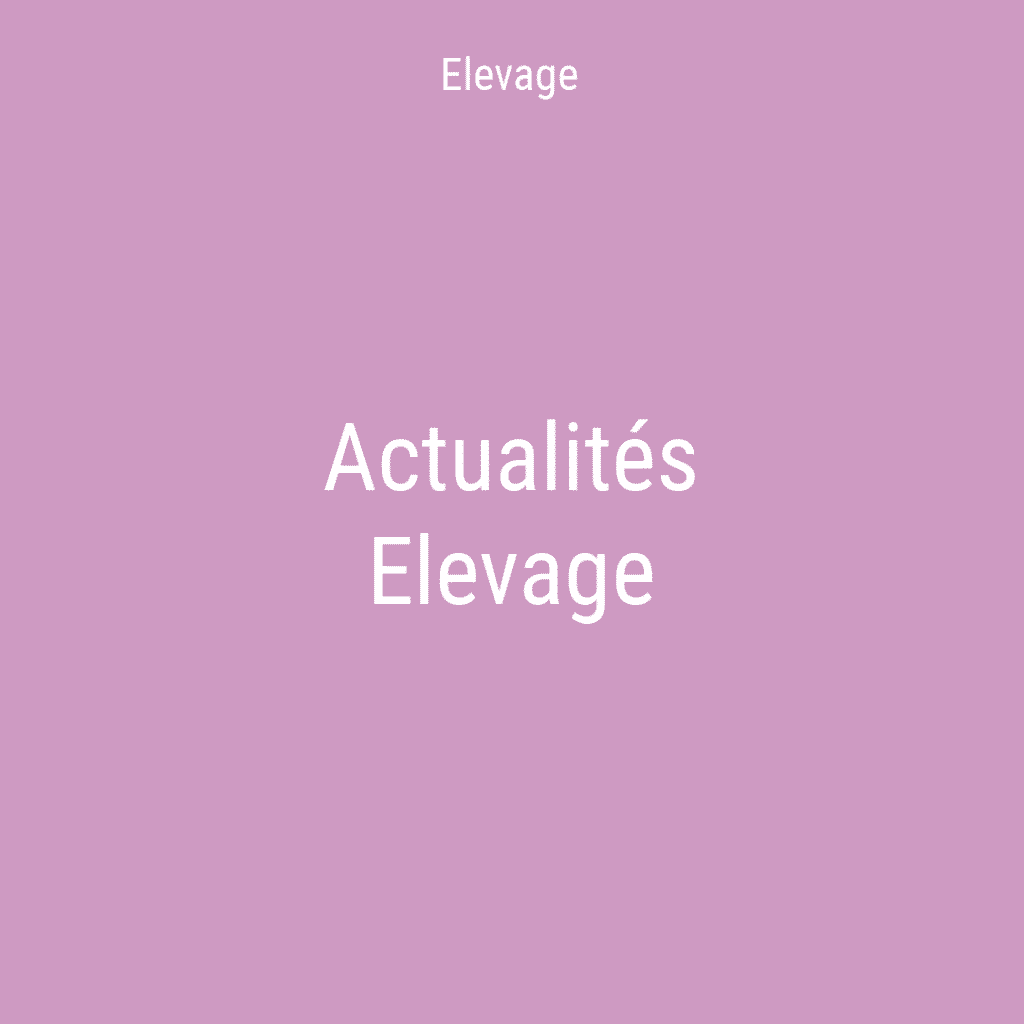 Actualités elevage