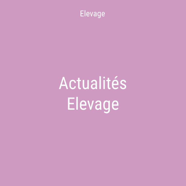 Actualités elevage