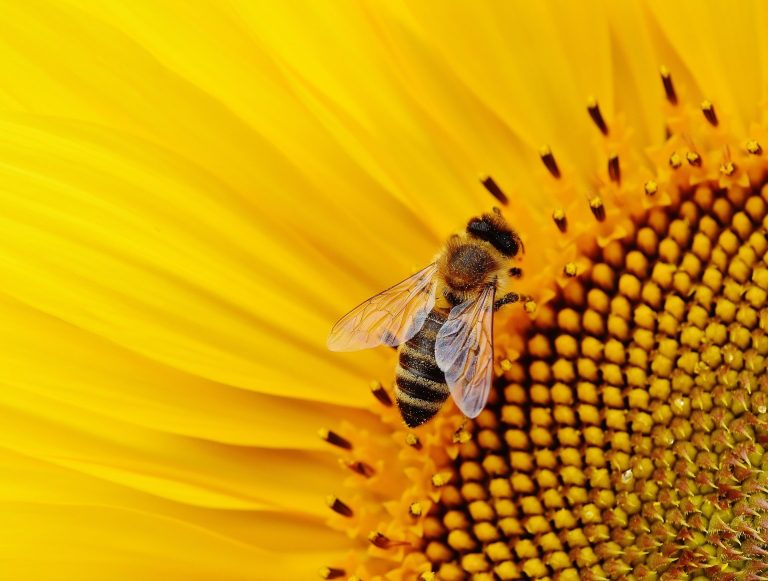 abeille fleur