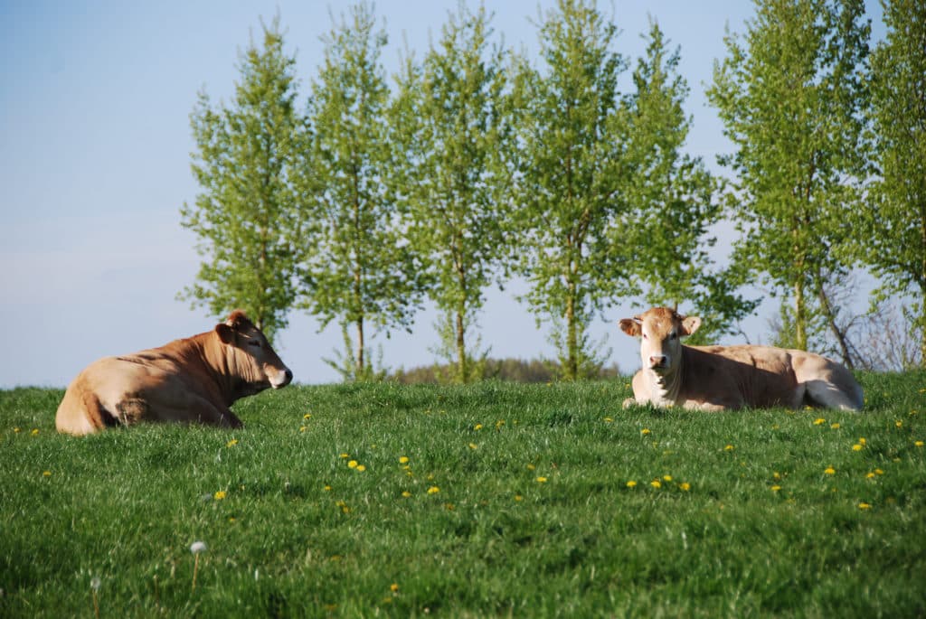 bovin vache près