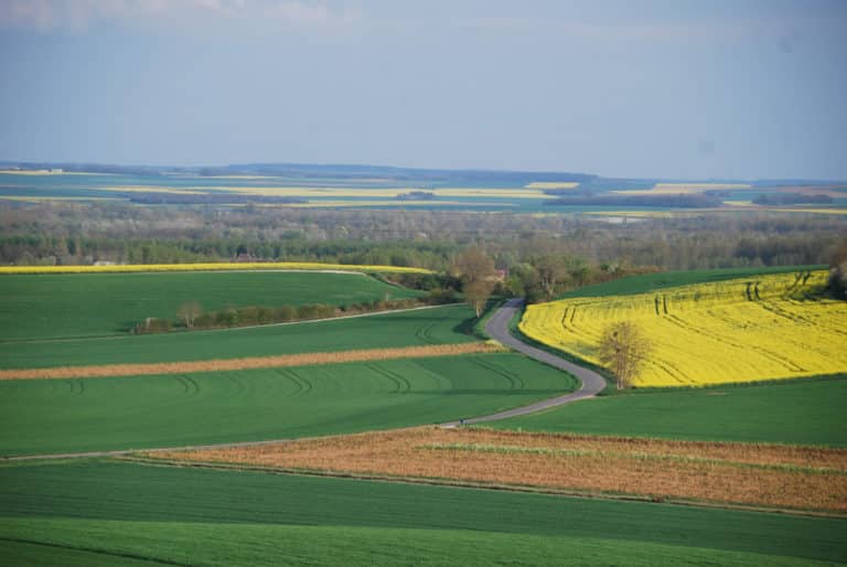 paysage vallonné colza 77